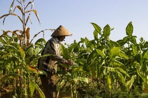 tembakau virus corona