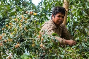 harga cengkeh di bali