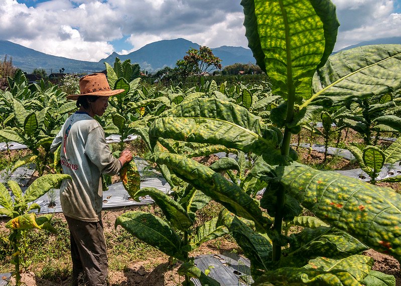 petani tembakau temanggung