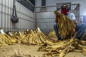 Mengungkap Fakta Tersembunyi Tentang Nikotin