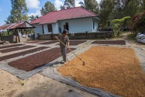 petani cengkeh menjemur