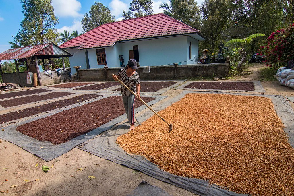 petani cengkeh menjemur
