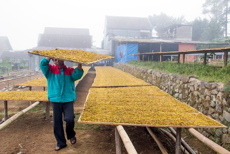 petani tembakau madura