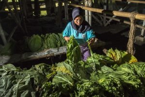 mutu tembakau indonesia