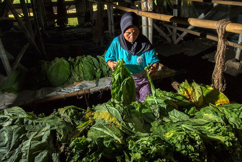 mutu tembakau indonesia