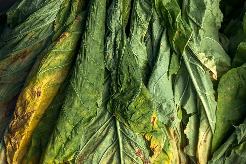 Mengenal Jenis Tembakau di Indonesia  Berdasarkan Wilayah Tanam