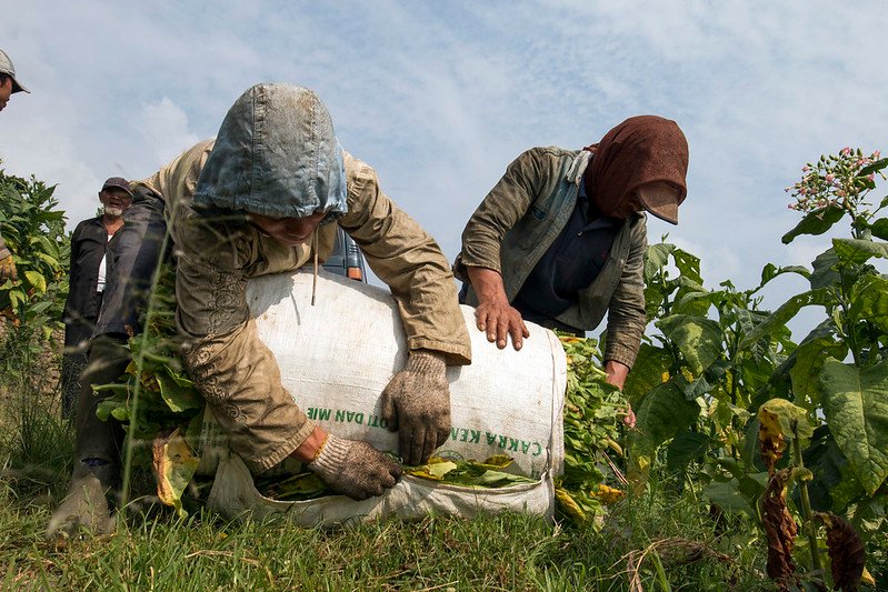 petani tembakau panen