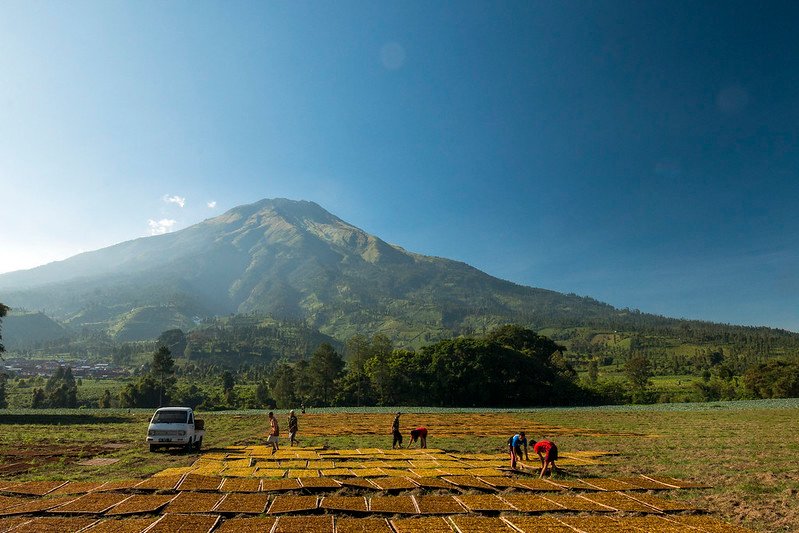 menjemur tembakau di tanah lapang