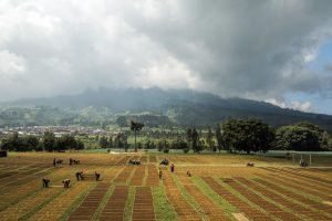 menjemur tembakau