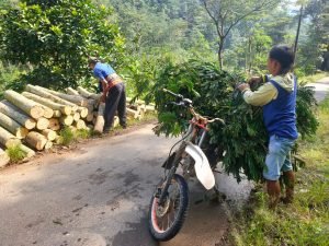 Penggembala mencari rumput