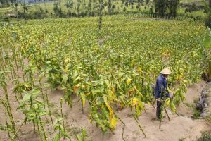 kawasan tanpa rokok catat