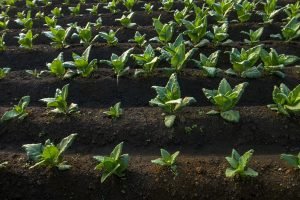 tembakau campalok mahal