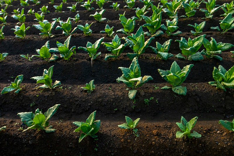 tembakau campalok mahal