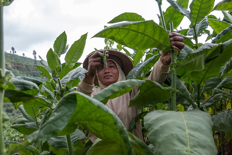 Tembakau Campalok, Harta Karun yang Tumbuh di Madura