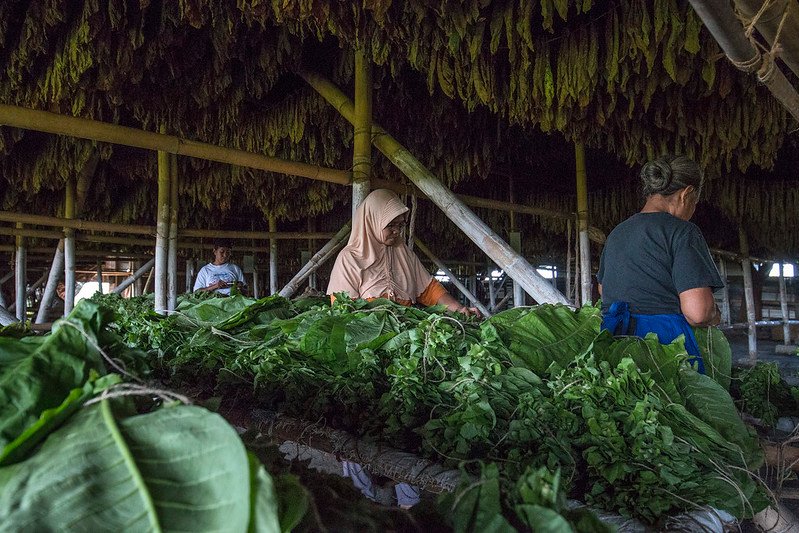 tembakau campalok dipanen