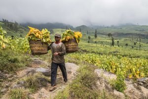 buruh tani tembakau cengkeh