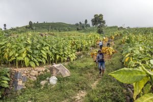 buruh tani tembakau