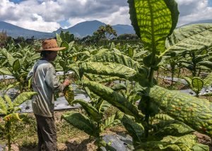 petani tembakau indonesia