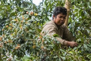 petani cengkeh di atas pohon