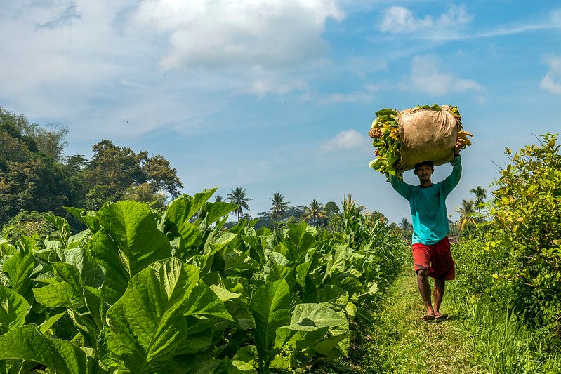 tembakau temanggung pabrik rokok kudus