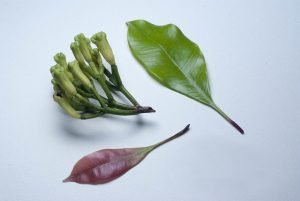 cengkeh tanaman pusaka