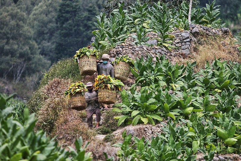 penopang ekonomi masyarakat temanggung