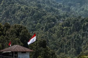 kebun cengkeh