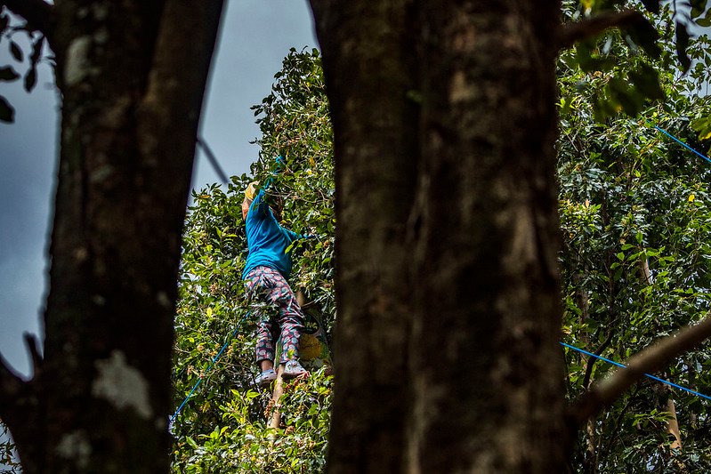 petani memetik cengkeh
