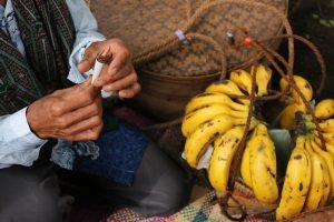 daftar varietas tembakau tingwe