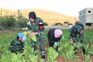 tni menanam tembakau