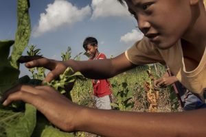 buruh tembakau anak