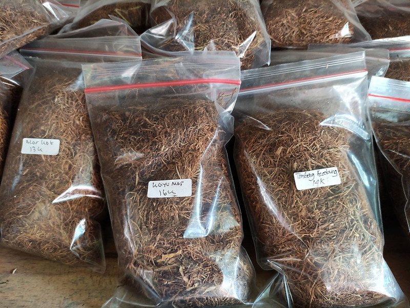 tembakau tingwe terbaik