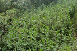 tumpang sari tembakau dan cabe