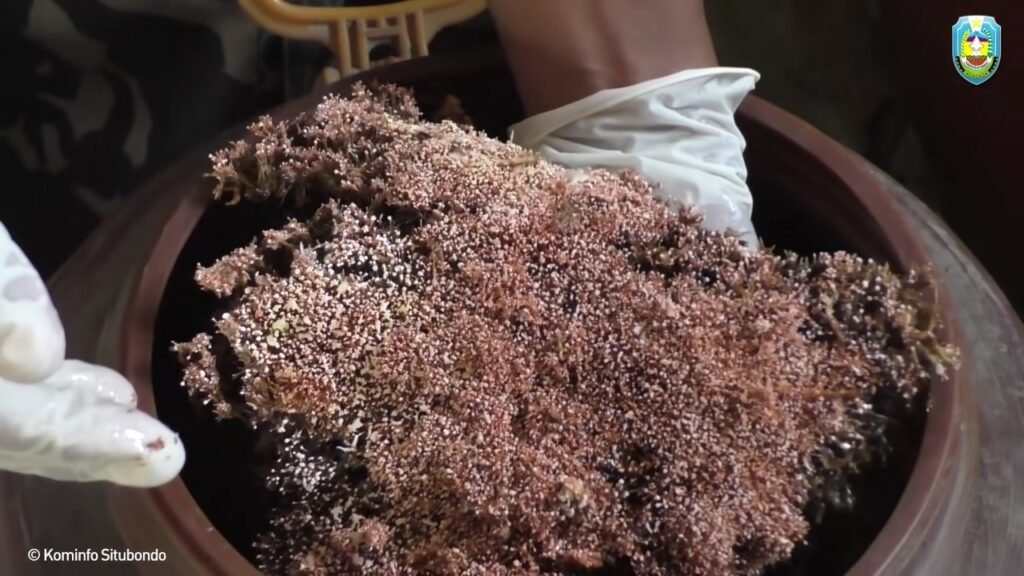 foto jakaba: jamur keberuntungan abadi