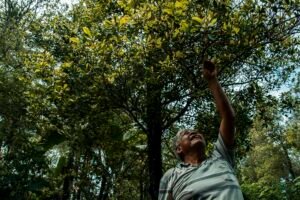 panen cengkeh indonesia