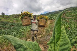 Revolusi Pertanian Era Suharto