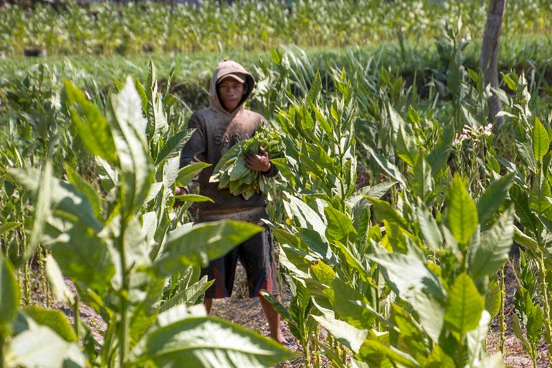 daratan tinggi temanggung