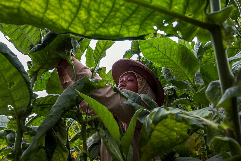 penentu kadar nikotin tembakau