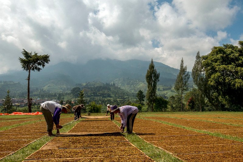 tembakau asepan boyolali