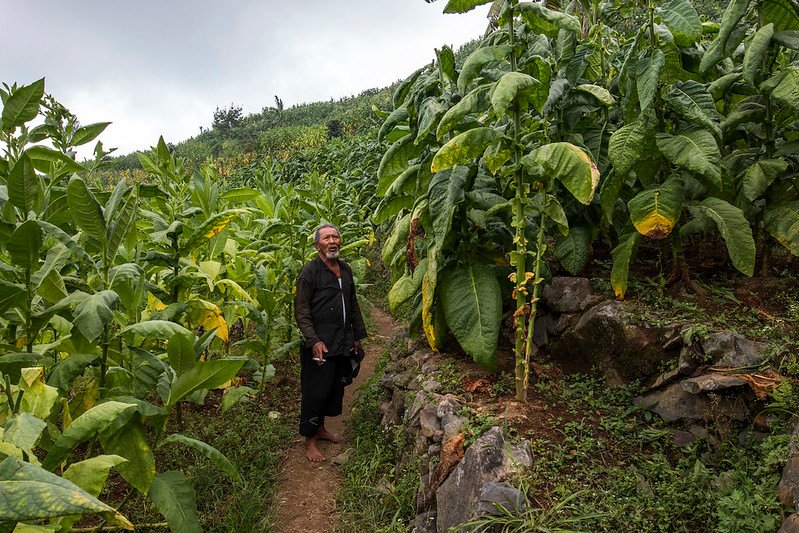 menanam temabakau di gunung