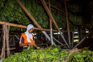 petani tembakau besuki NO
