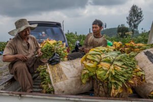 tembakau import dan importan