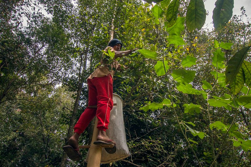 petani memetik cengkeh