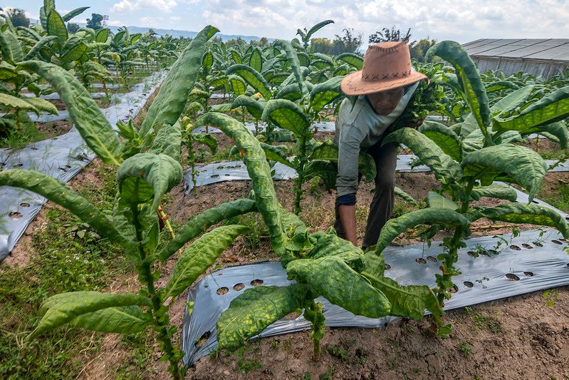 kadar nikotin temabakau