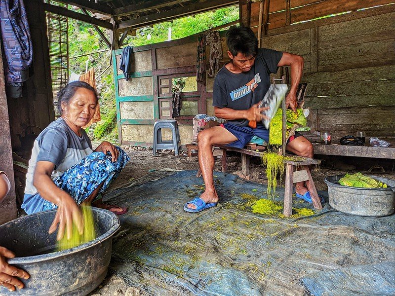 petani merajang tembakau iris