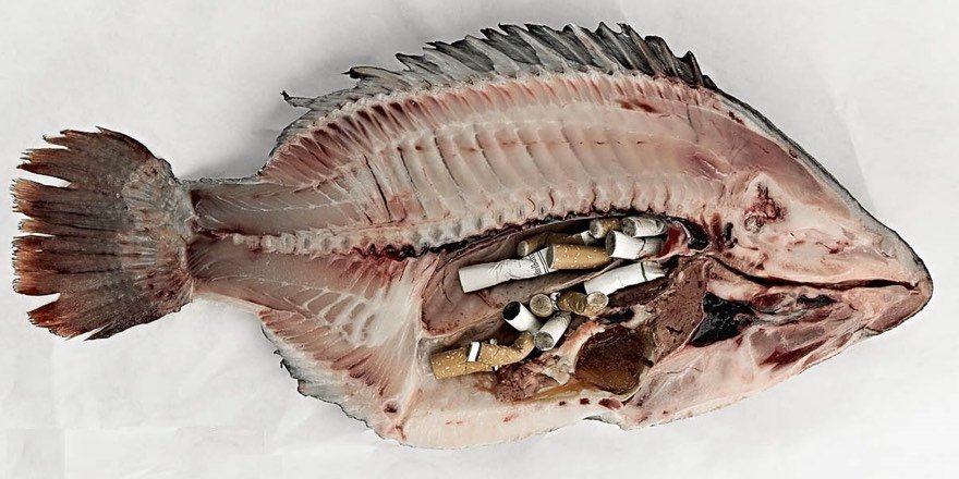 pungtung dalam perut ikan