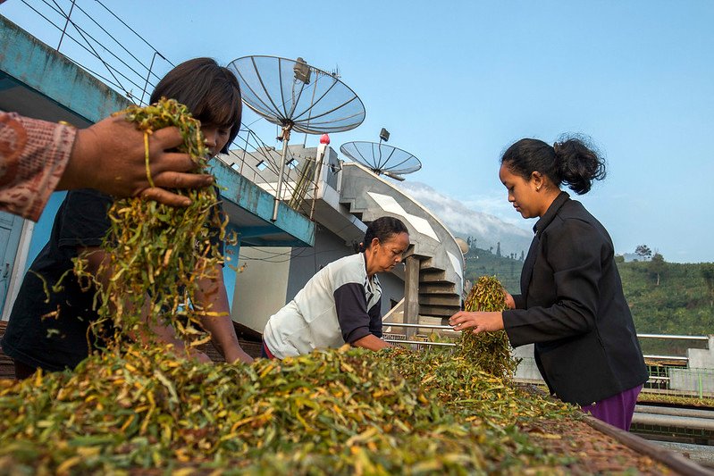 tembakau gorila jangan coba-coba