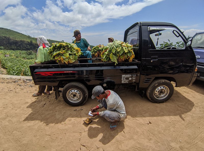 rekomendasi tembakau tingwe