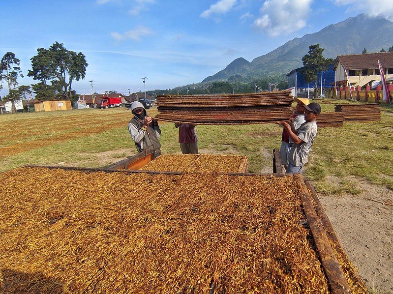 petani tembakau mole sumedang