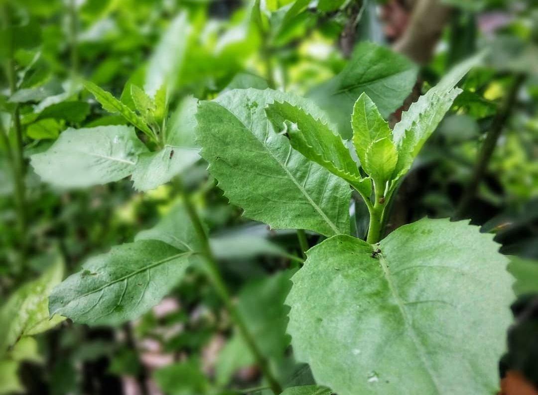 daun beluntas gudang garam